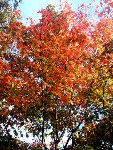 Lovely fall colors